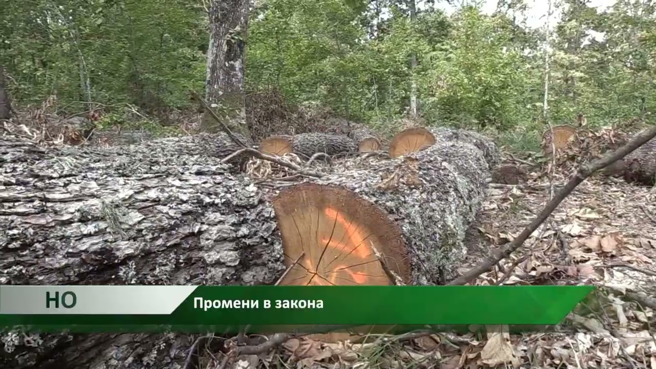 Новина плюс: Промени в закона и цените за българска дървесина, автор: Елена Танева