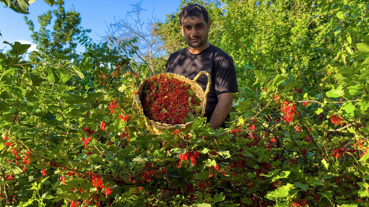 Rural Life in Azerbaijan: My Grandma’s Forgotten Recipe That Heals the Soul