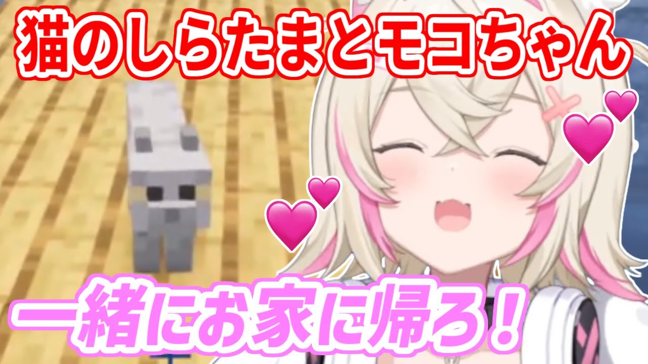 マイクラで出会った猫、「しらたま」と仲良くなって家族に迎え入れるモコちゃん【ホロライブ切り抜き/FUWAMOCO/フワモコ】