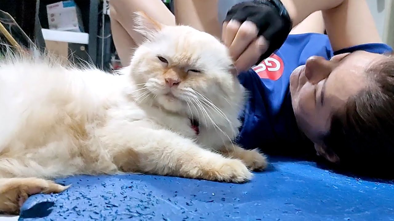 TRYING to EXERCISE With Dogs and Cat 🐶🐱 | EP 4