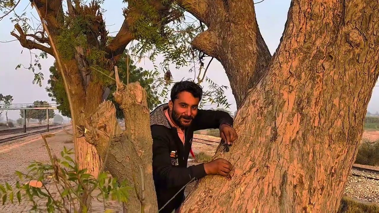 ASMR video in tree tapping 