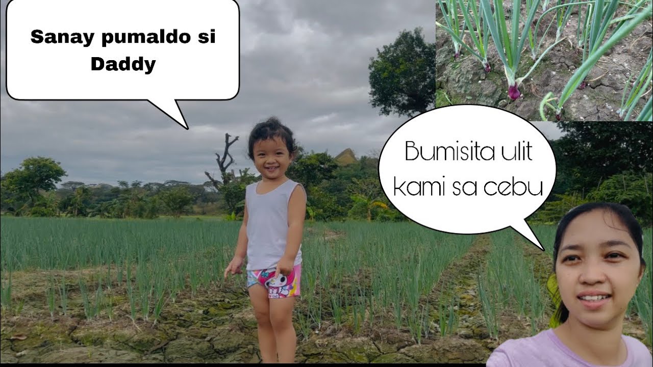 Visiting the Onion Farm
