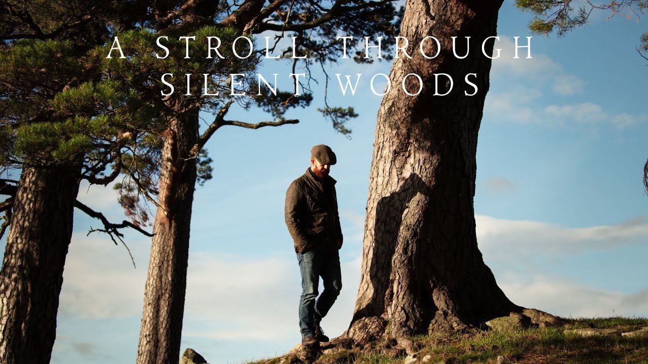 A stroll through silent woods | Piano Playlist