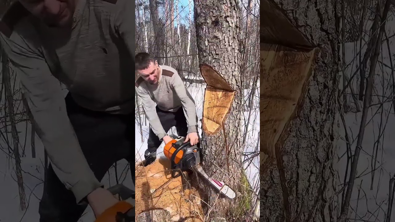 Would You Cut a Tree Like This? #diy #treecutting #woodworking #construction
