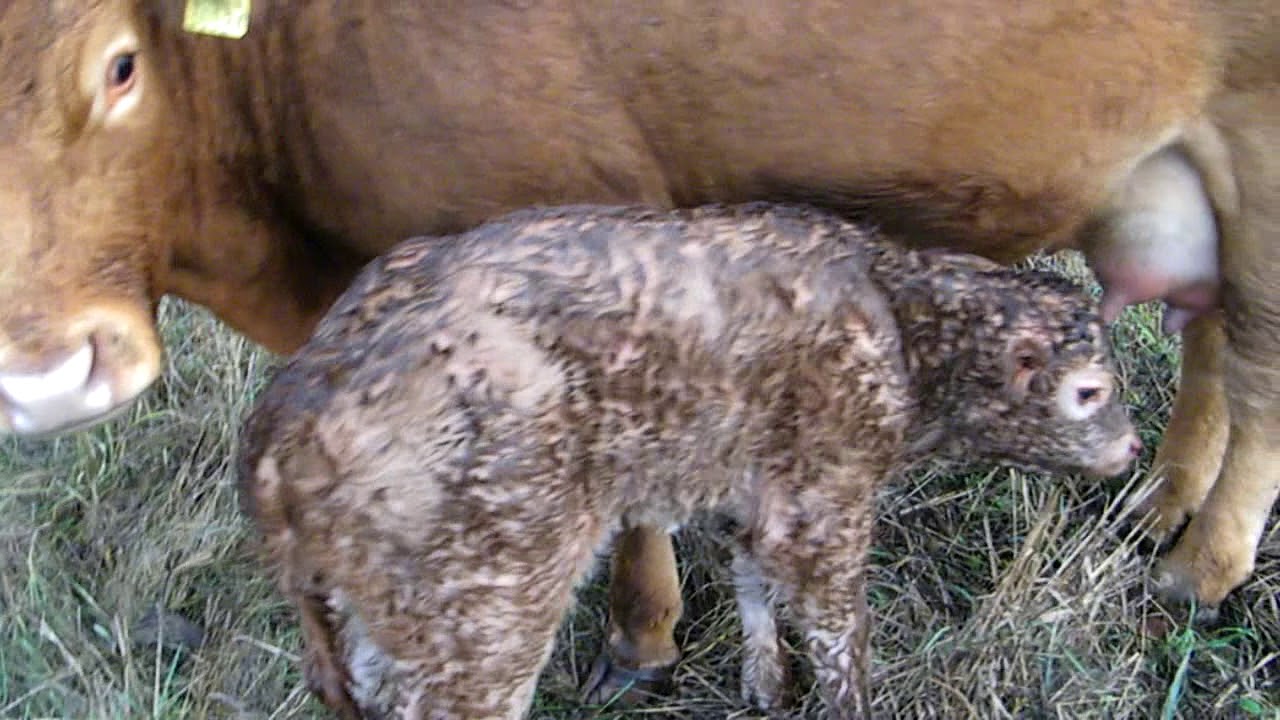 Newborn limousine bull calf