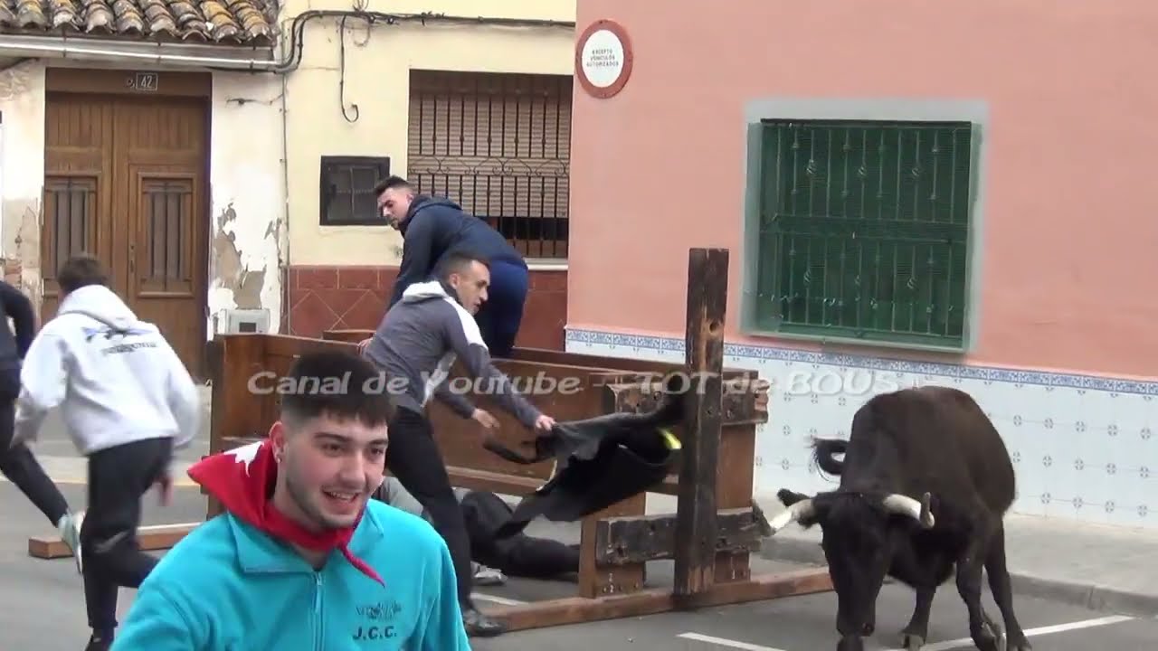 LA POBLA de FARNALS  SÁBADO 25/01/2025 - GANADERIA BENAVENT - BUEN MATINAL DE VACAS - TOT de BOUS