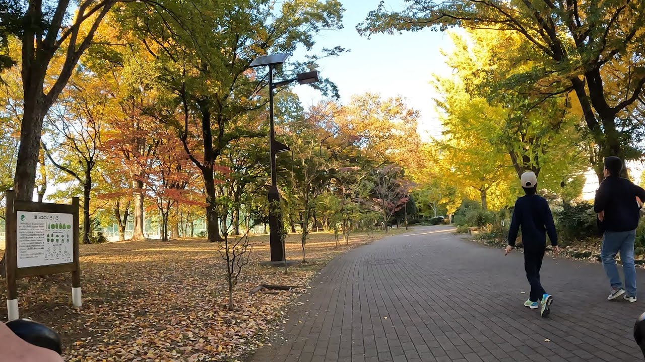武蔵野中央公園から中央通り 2025.11.19