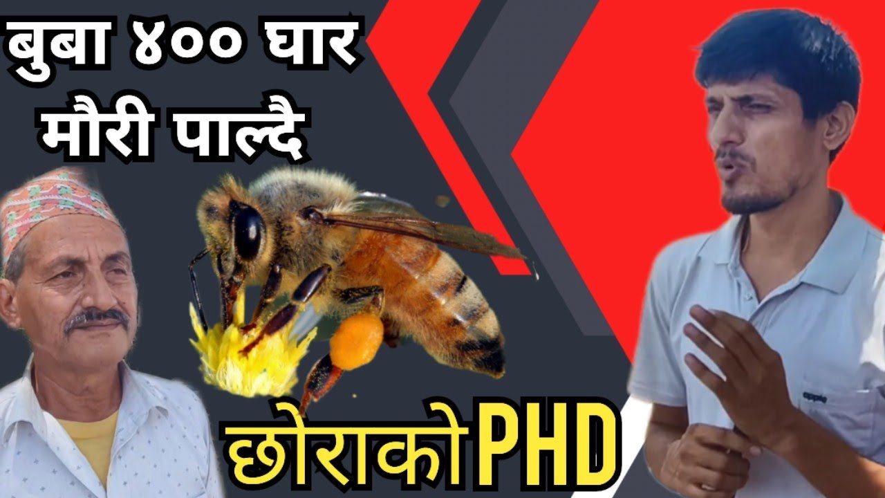 मौरीपालनमा छोराले Phd बुबाको 400 घार मौरी|| मौरीपालन सम्बन्धि जानकारी