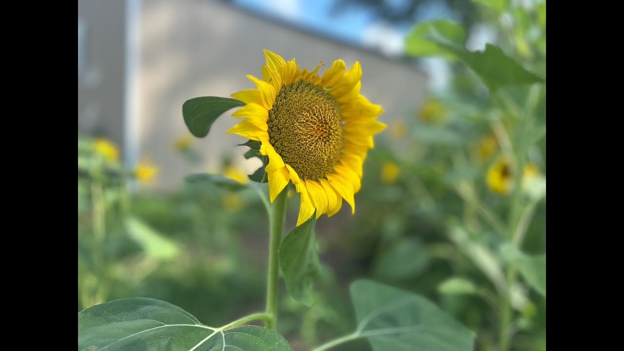 The Sunflower Farm at Pennypack 2025 Lookback