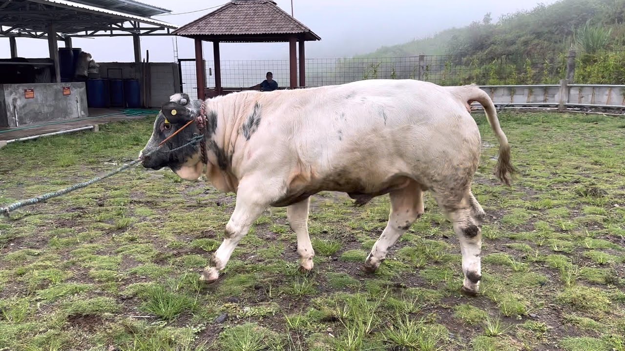 PEDET BELGIAN LANGKA KANDANG ATAS AWAN‼️🔥🔥🔥