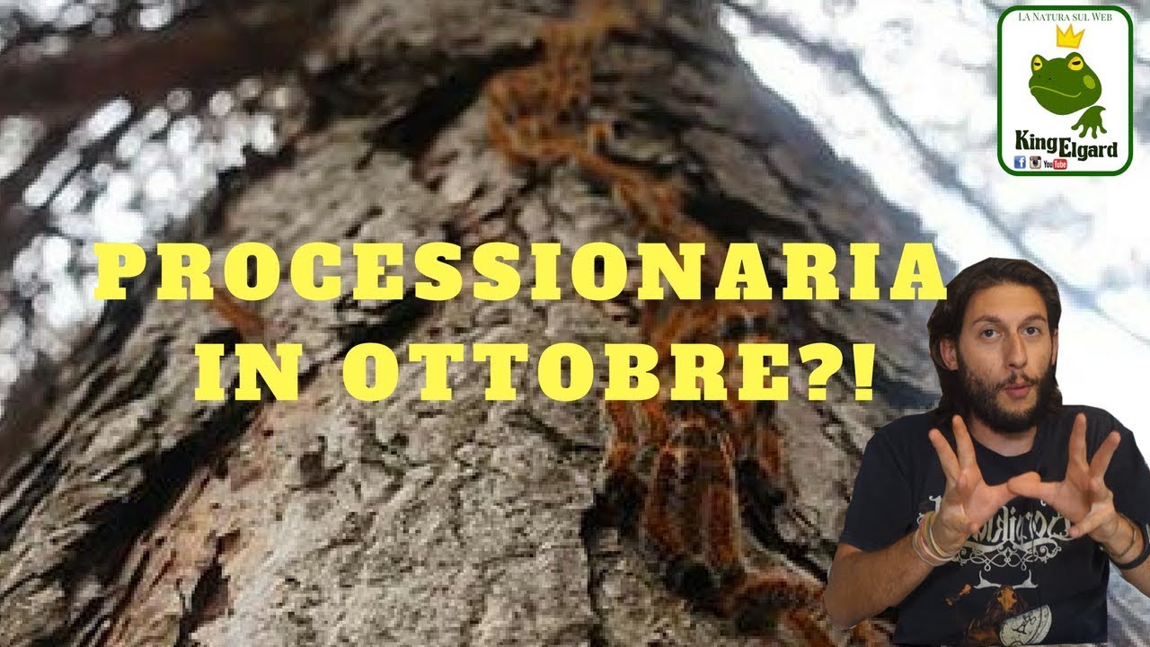Il mistero della Processionaria  Thaumetopoea pityocampa