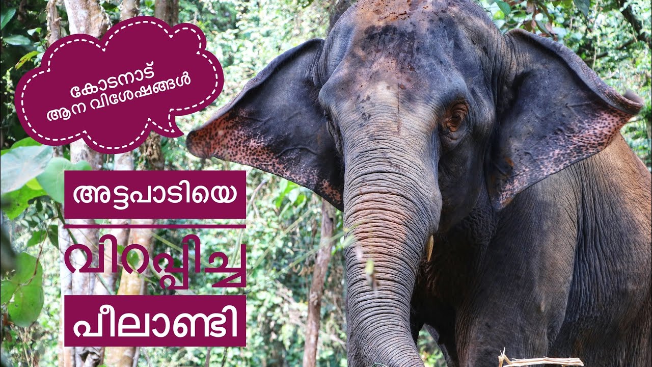 Kodanad Elephant Training Centre | Abhayaranyam Eco Tourism | Kaprikkad Mini Zoo | Jasmin Nooruniza