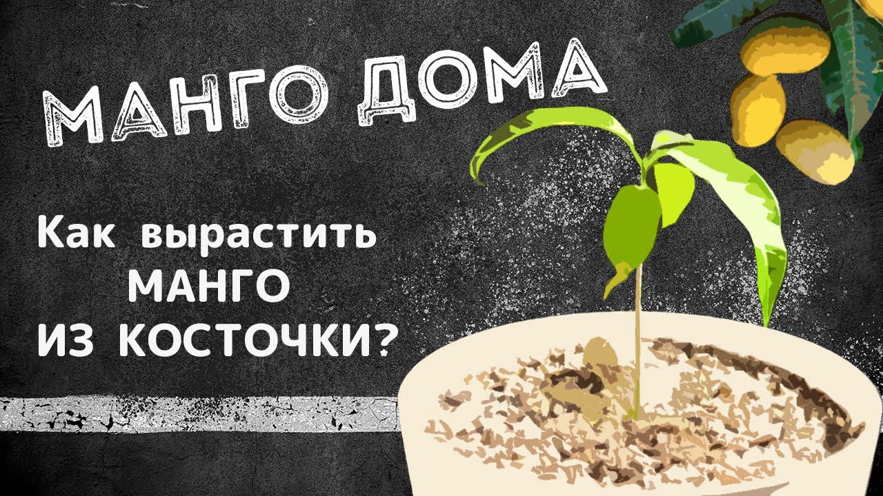 МАНГО ДОМА | Как вырастить манго из косточки?