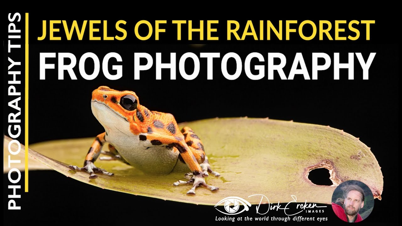 Jewels of the rain forest - frog photography