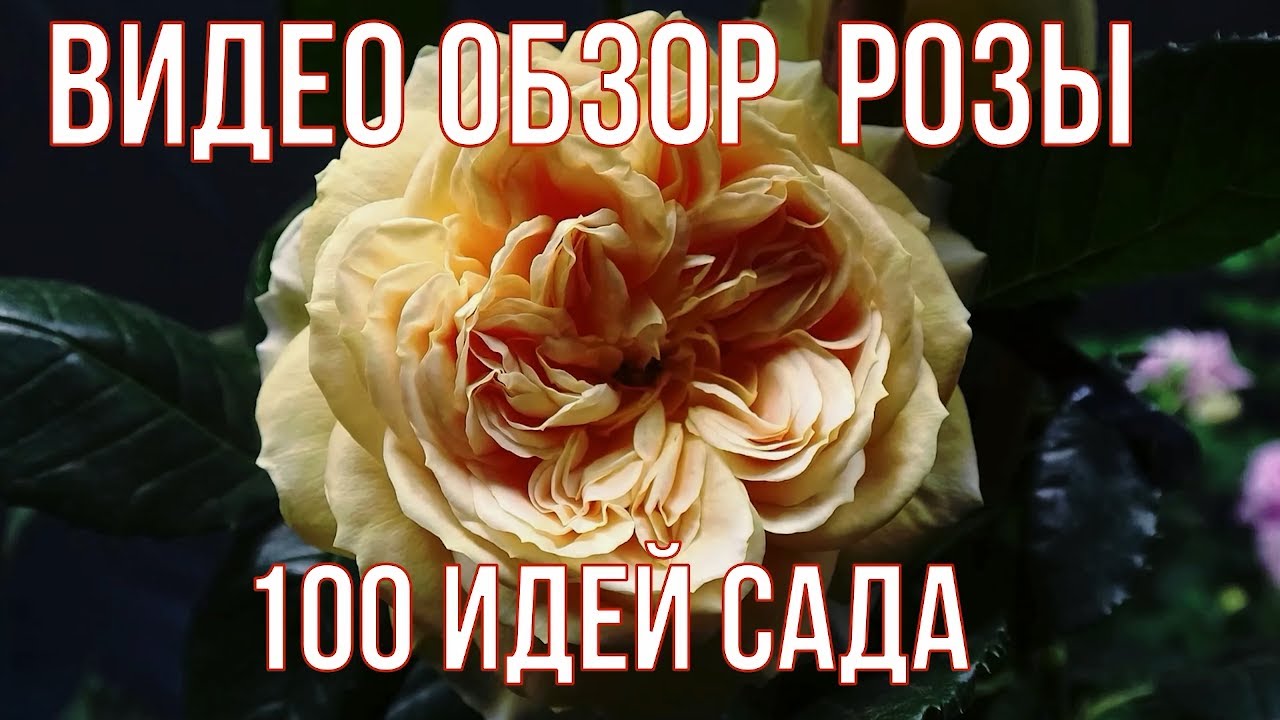 Видео обзор розы 100 идей сада - 100 idees Jardin.Golden Zes (Dr. Keith W. Zary США, 2005)