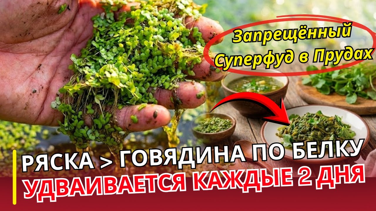 УРОЛОГ ОТВЕЧАЕТ: Ряска — 45% белка, удваивается каждые 2 дня… и её хотят запретить?