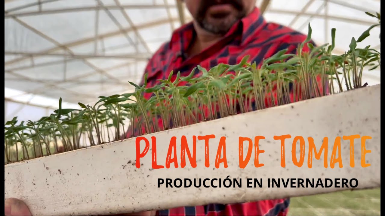 PLANTA DE TOMATE EN INVERNADERO