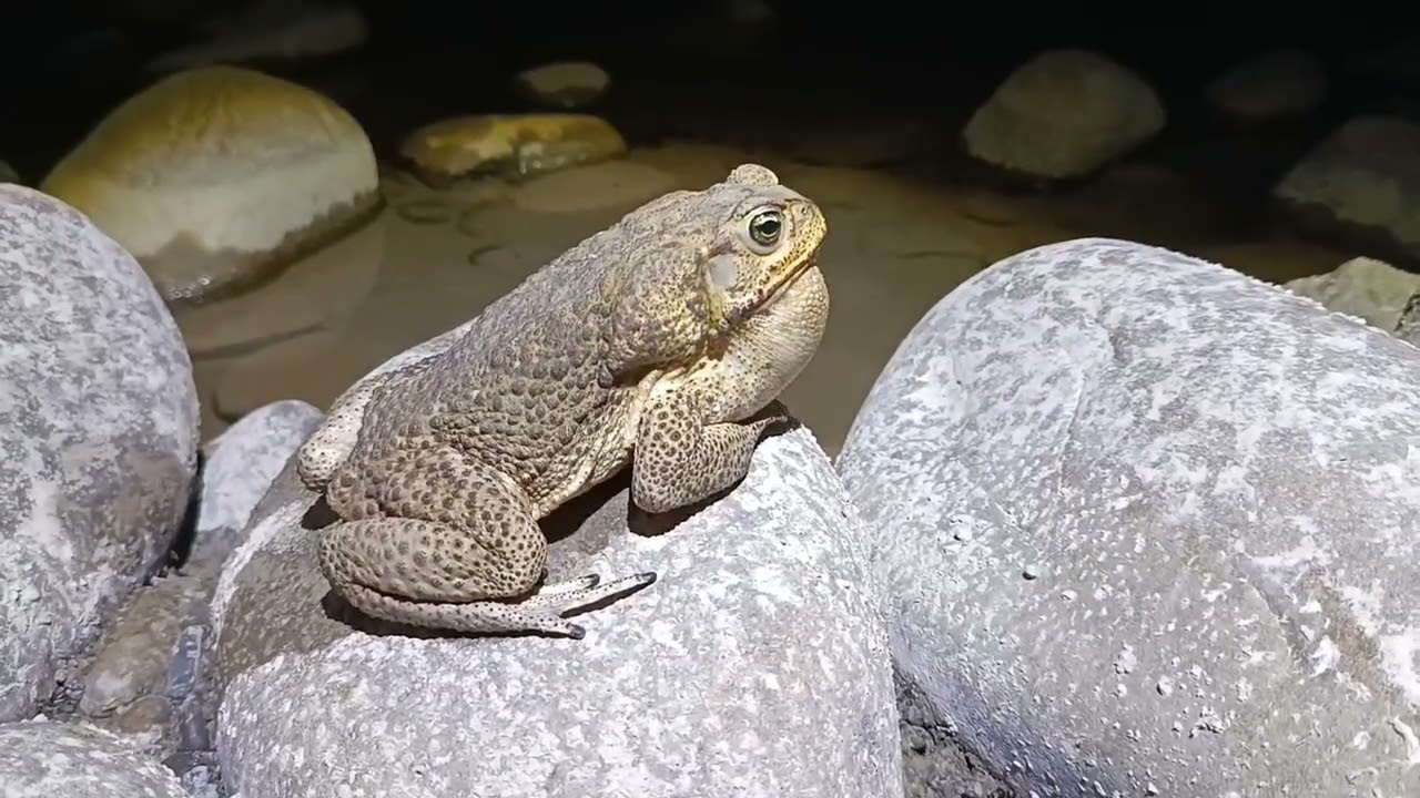 聲誘海蟾蜍-公海蟾蜍鳴叫