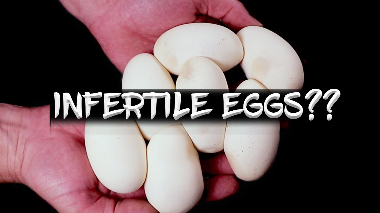 No Embryo, No Veins?!  Whole Clutch of Sterile Ball Python Eggs?