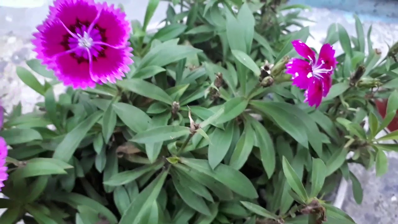 Cravina(como eu cultivo).