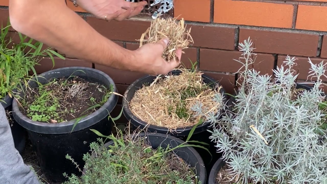 Your Herbs also Need Nutrients so Make sure you Give them Love - #152 Daily In the Garden