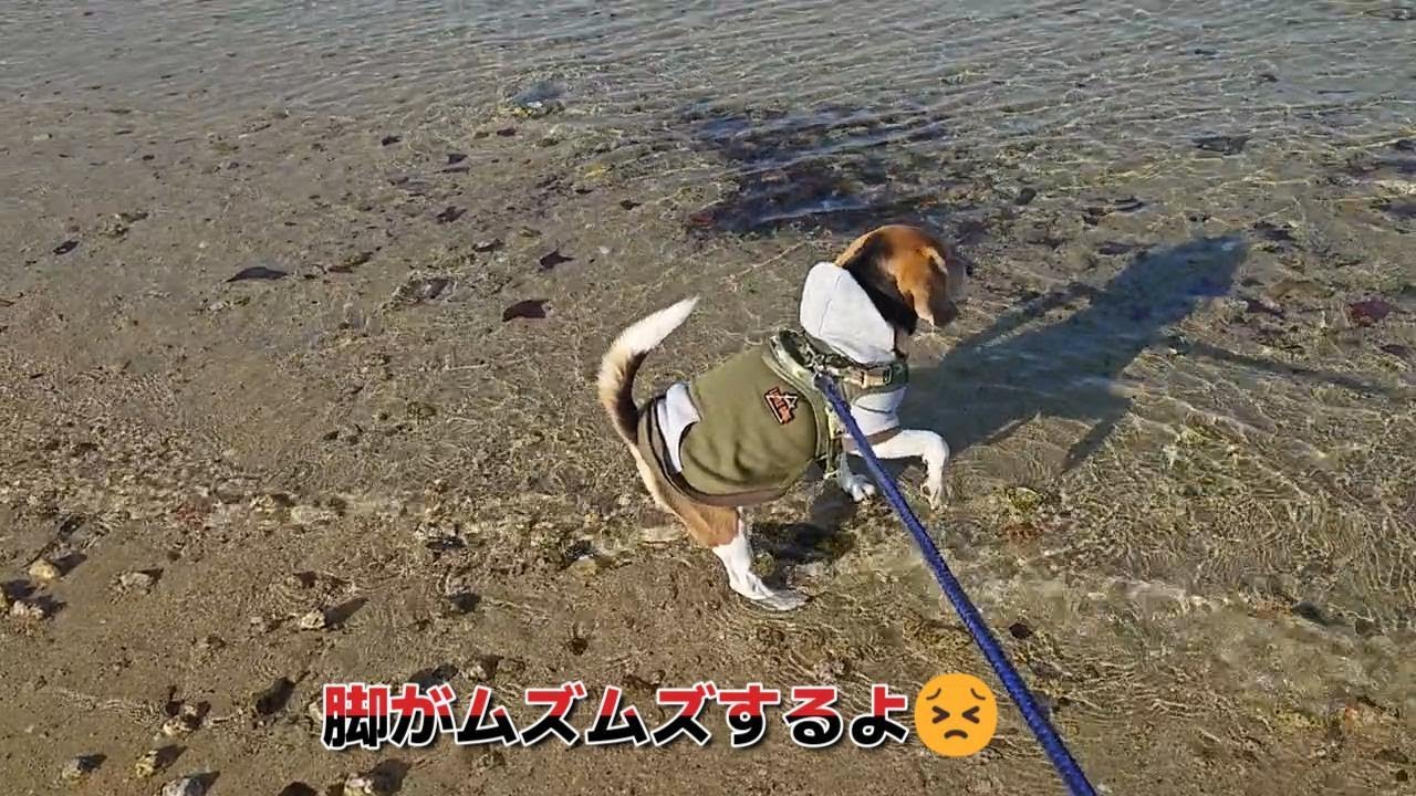 ラッキーとお散歩　～海って楽しい～