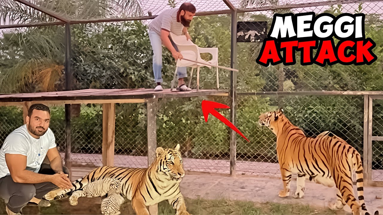 Meggy ne faisal ko cubs nahi dekhne diye 😂😱😜🦁🐅