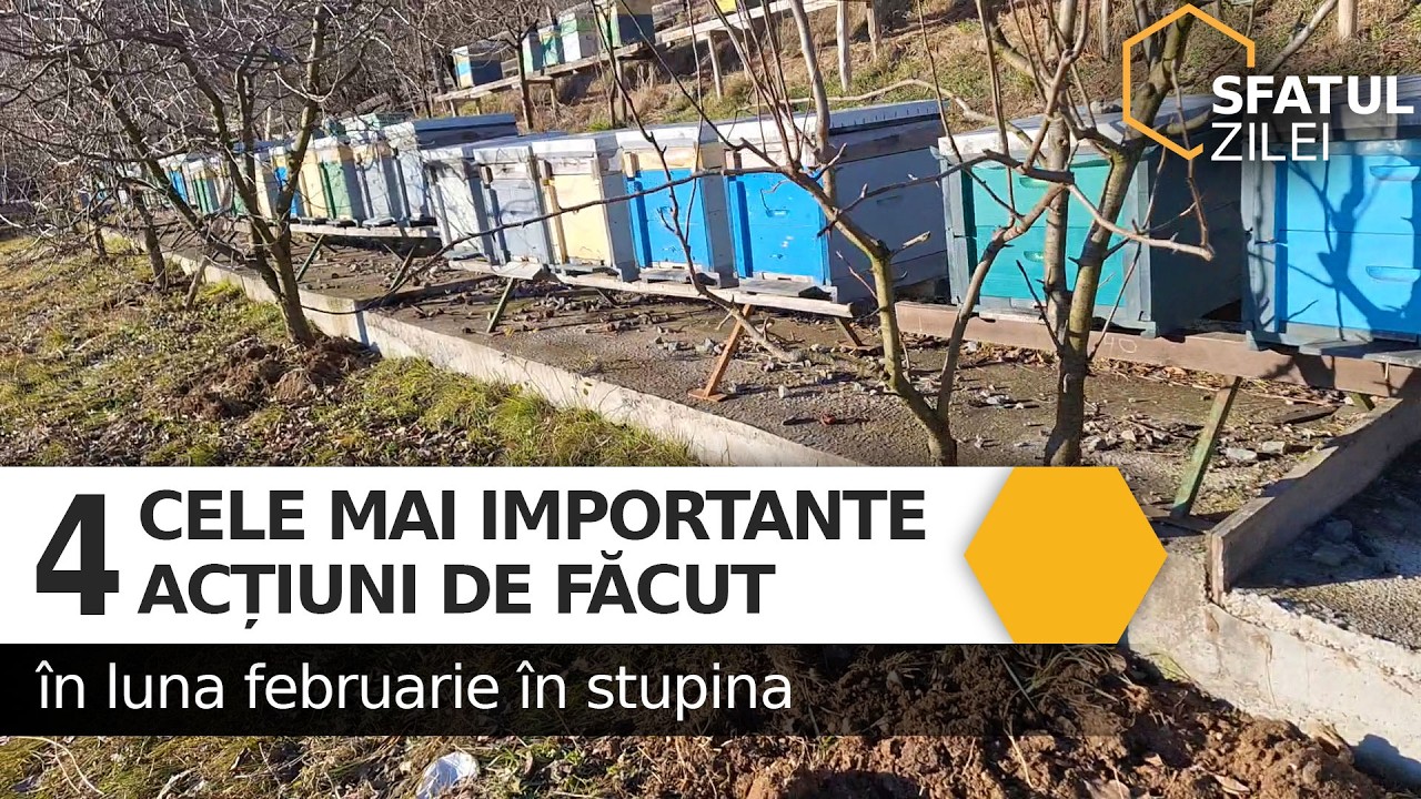 4 Cele mai importante actiuni de facut in luna februarie in stupina