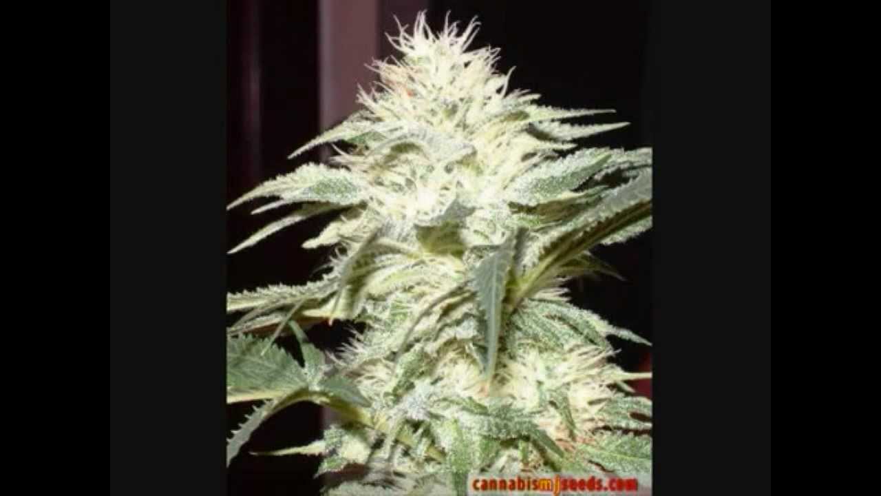 top ten most potent weed strains of 2011
