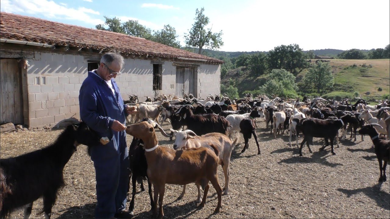 Reportaje a Julio Lacalle, pastor en Cabezón de la Sierra
