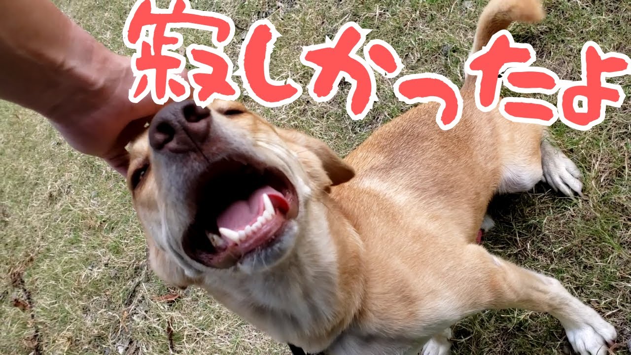 お留守番してたわんこ お出迎えが激しい！