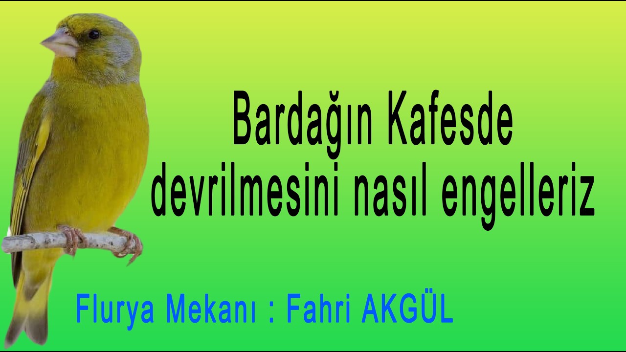 Fahri AKGÜL - Flurya Mekanı - Kafeste bardağın devrilmesini nasıl engelleriz