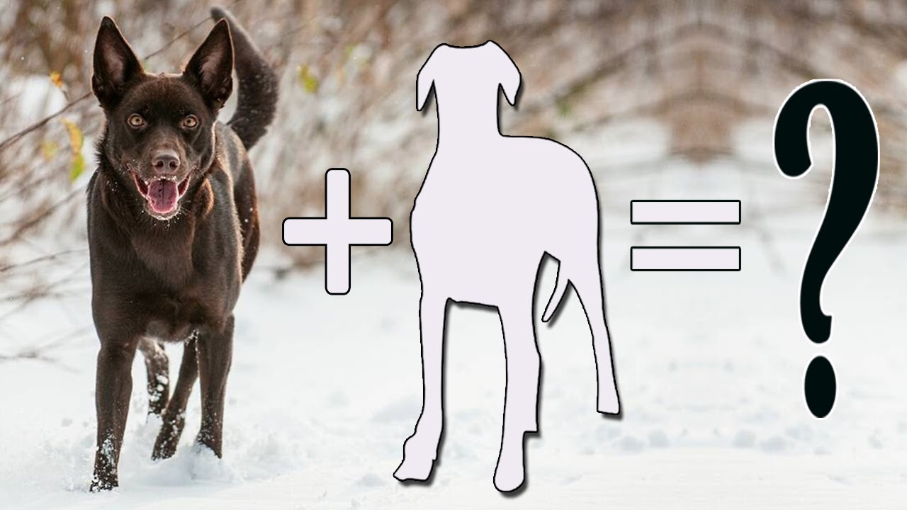 Australian Kelpie Mixes | 7 Gorgeous Australian Kelpie Mix Breeds you’ll want as Your Next Companion