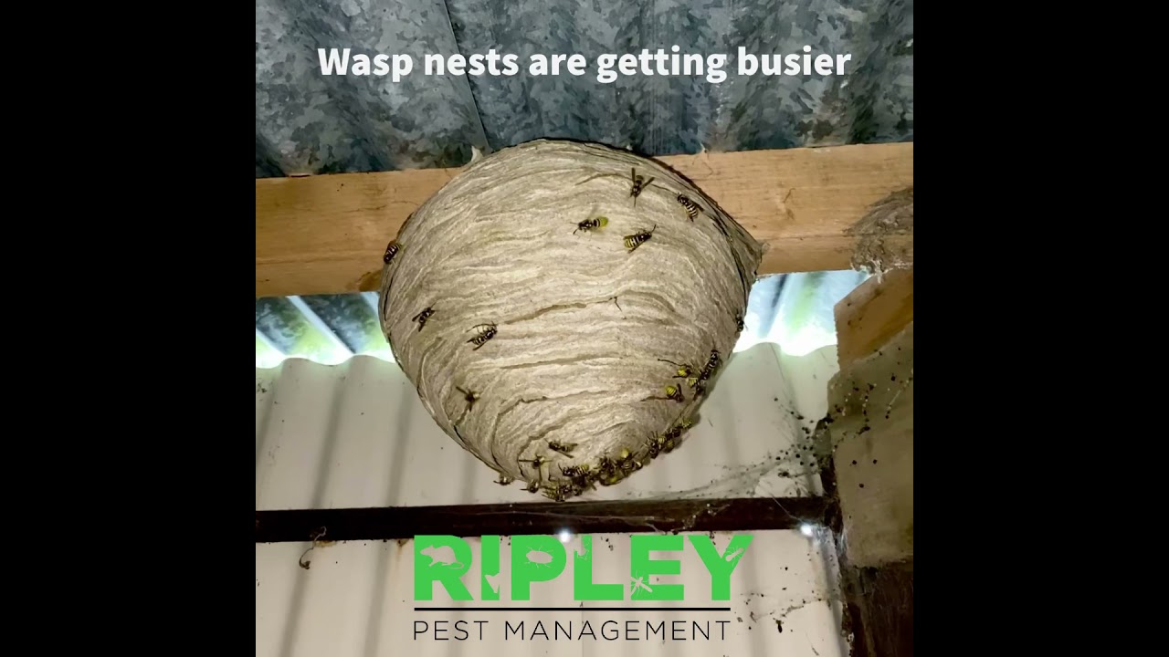 Omagh Wasp Nest Removal