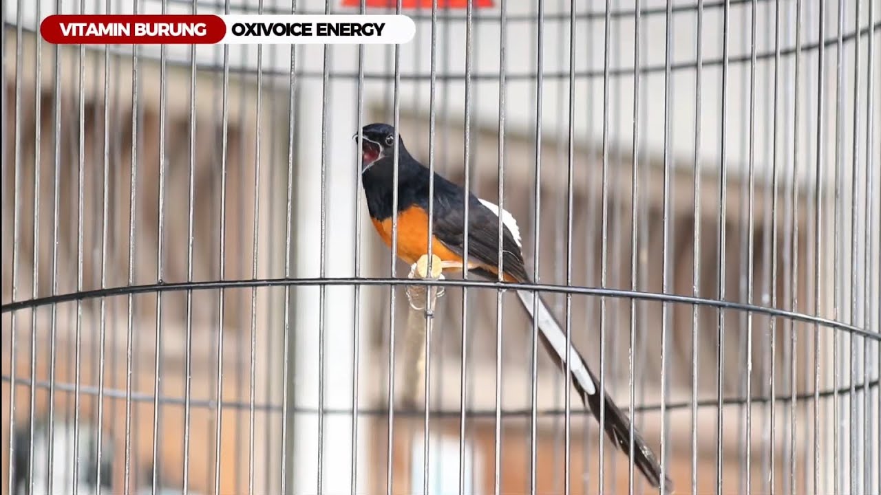 Murai tembakan Lovebird panjang 