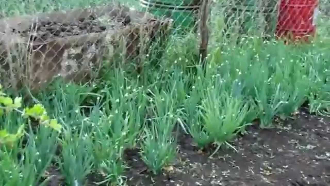 на троицу в огороде