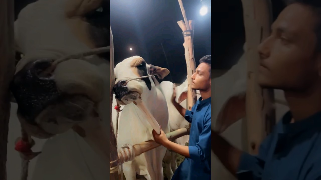 Mashallah 🥰🥰#love #cow #music #motivation  #dancehallmusic #bullet #bull