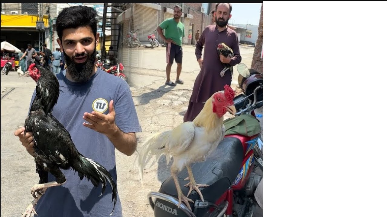 Mandi sa heavy Murga khareed lia