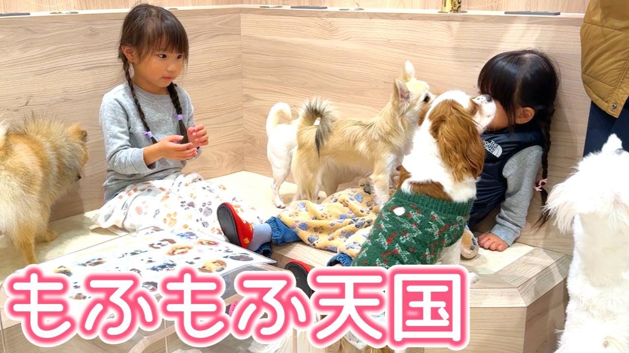 ワンちゃんに囲まれて幸せすぎた子連れ犬カフェの一日【Rio富士見店】/Sisters' happy day at a dog cafe surrounded by cute dogs