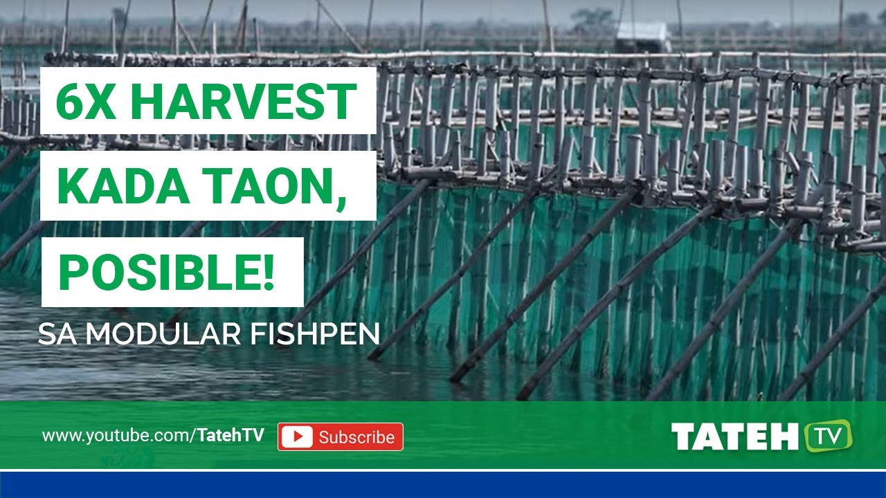 6X na Ani kada Taon, posible sa Modular Fish pen I Tateh TV Episode 93