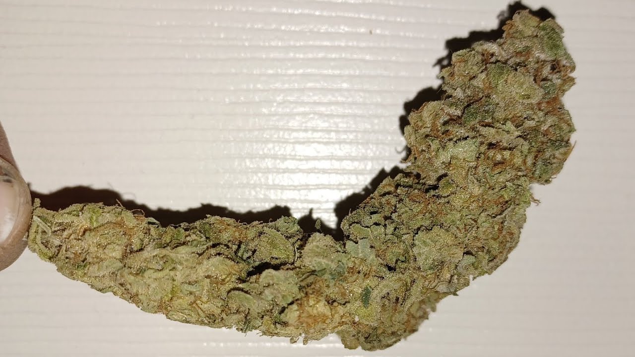Sunset Sherbet final weight. Medical Marijuana Spider Farmer SE3000 grow Pyramid Seeds. sampler