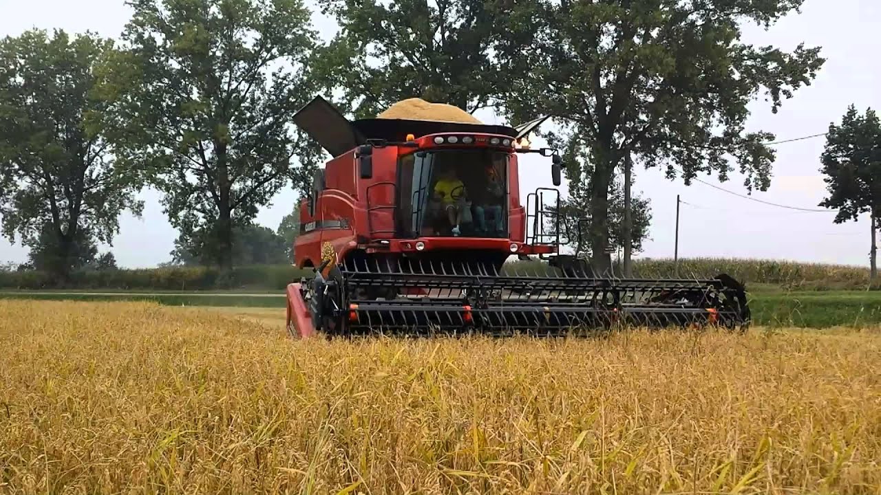 case 8120 axial-flow RICE HARVEST  F.lli Grignani