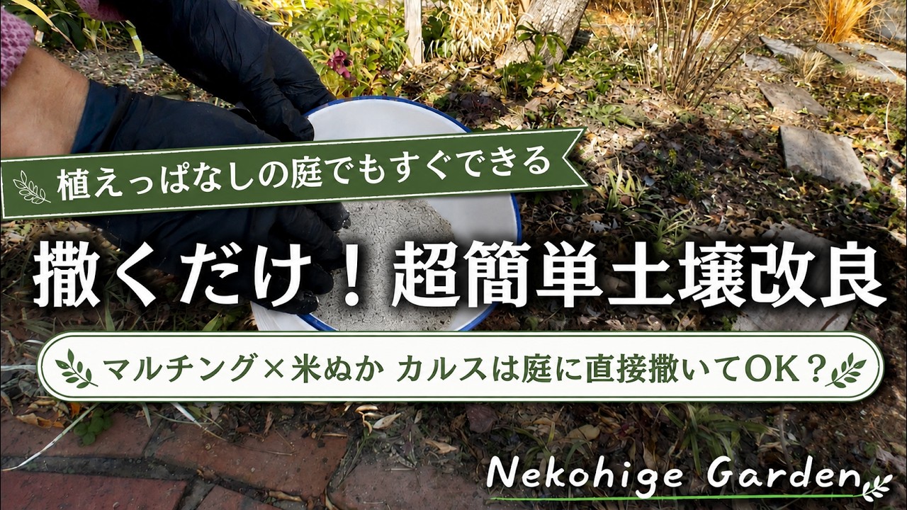 【2026年春前米ぬかを撒こう！】今年はバージョンアップ！植えっぱなしの庭でも楽々♪掘らない土壌改良兼寒肥え／マルチング×米ぬか×カルスncrでふかふか土作り／微生物を育てる庭づくり／不耕起栽培