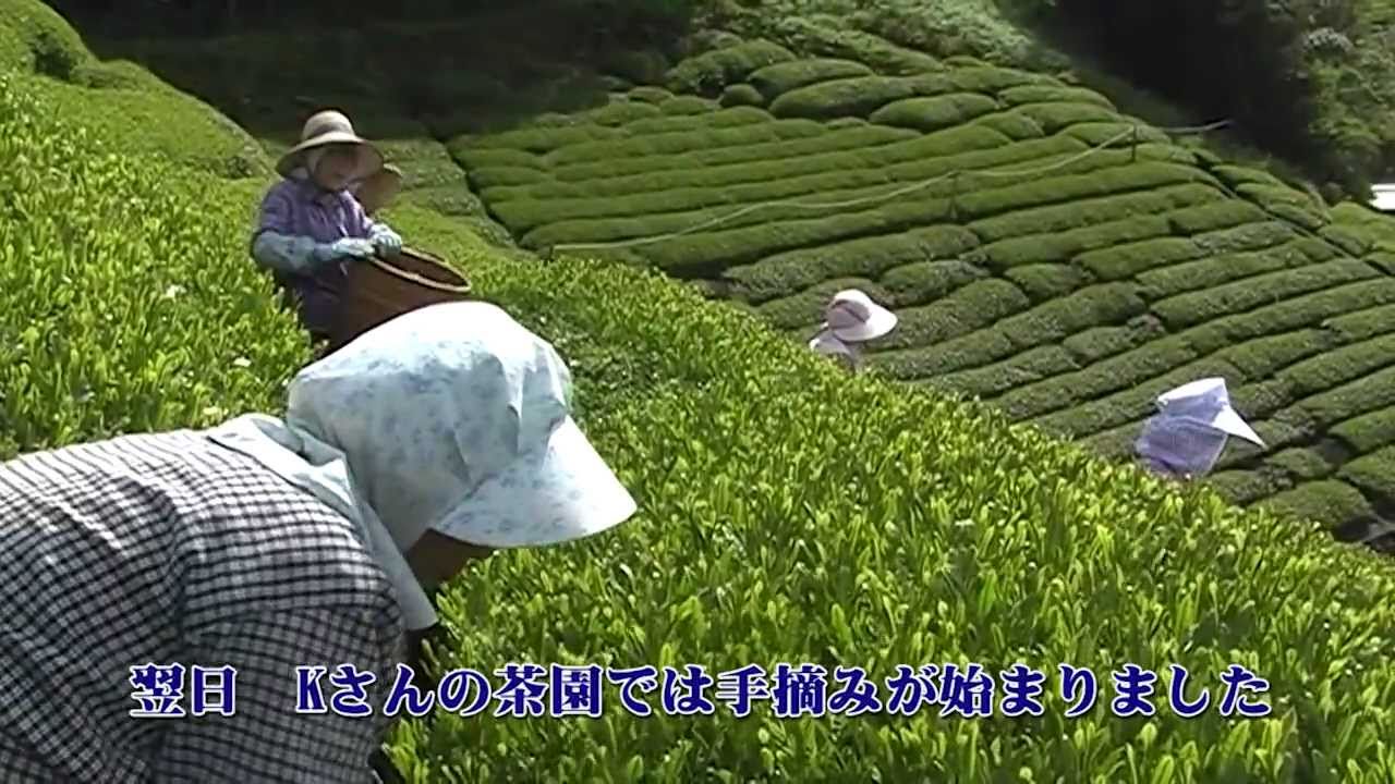 天竜茶 　山間部のお茶づくり