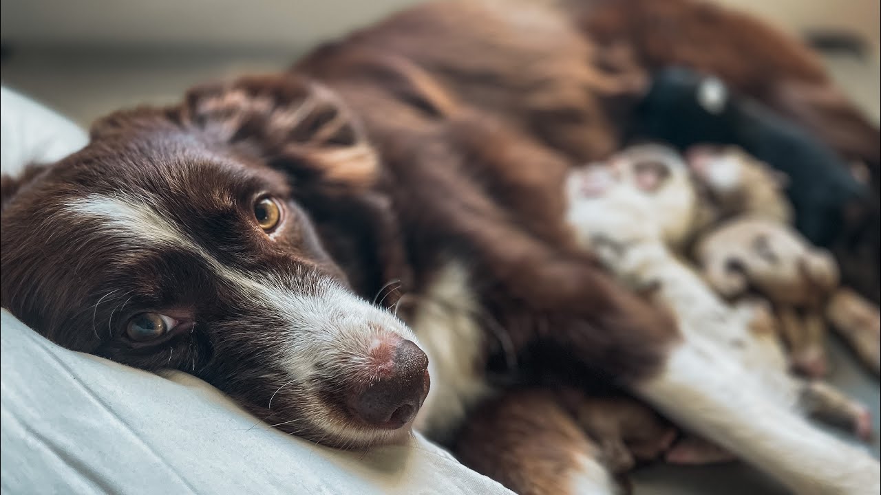 Labor & Love | Australian Shepherd Gives Birth