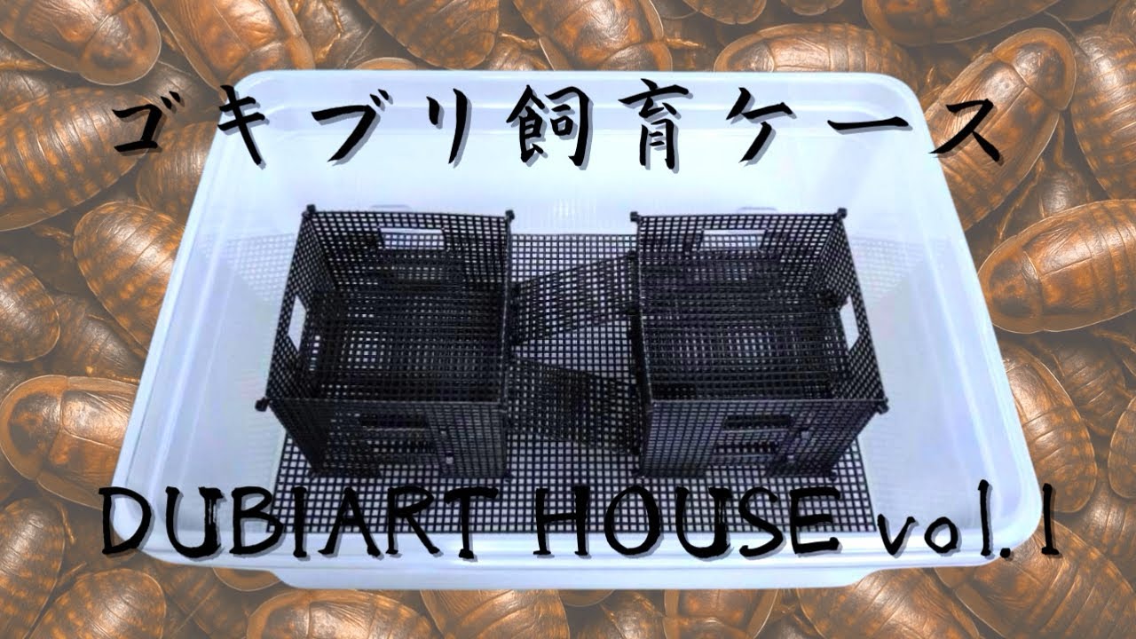 観て楽しい！メンテ楽ちん！これが現代最強のゴキブリ飼育ケースだ！！！