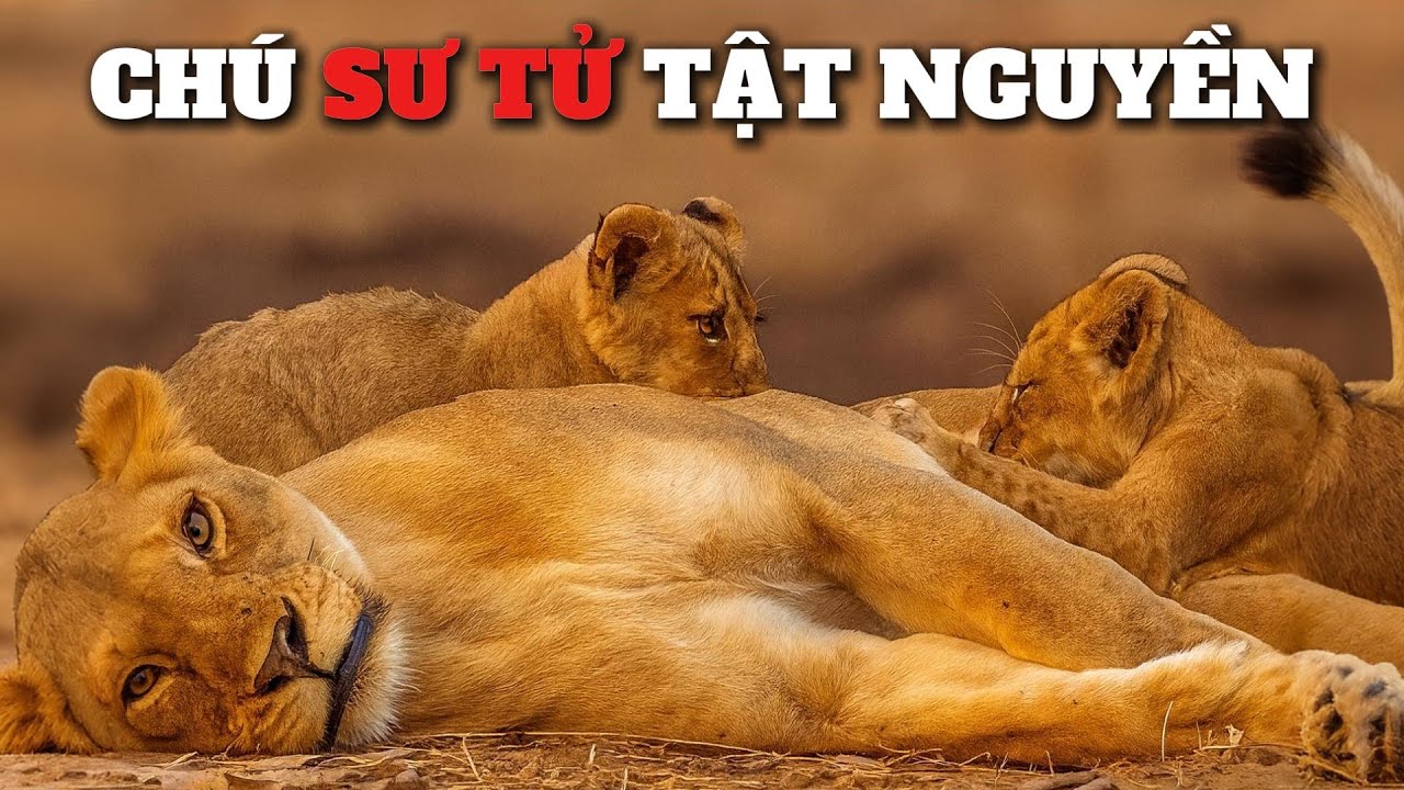 Con đường của Sư Tử bị tật nguyền | Chú sư tử vượt số mệnh trở thành Sư Tử Vương.