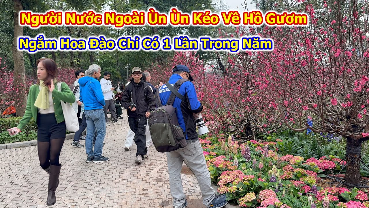 Người Nước Ngoài Ùn Ùn Kéo Về Hồ Gươm Ngắm Hoa Đào Mỗi Năm Chỉ Nở 1 Lần Vào Mùa Xuân