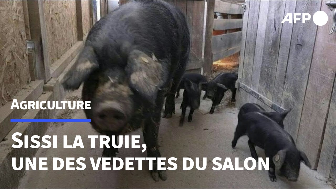 Salon de l’agriculture: Sissi, la potentielle impératrice du concours de la truie suitée | AFP