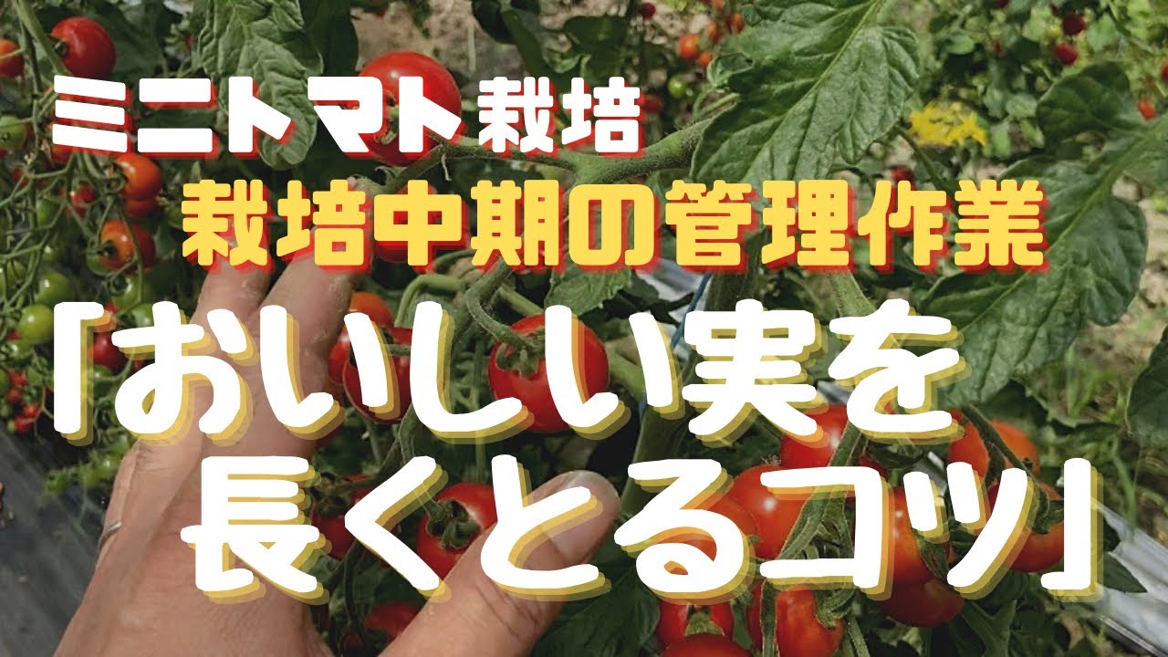 ミニトマト栽培の基礎知識【成り疲れ・芯止め・尻腐れ】
